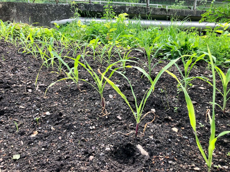 Mais Bild Jungpflanzen