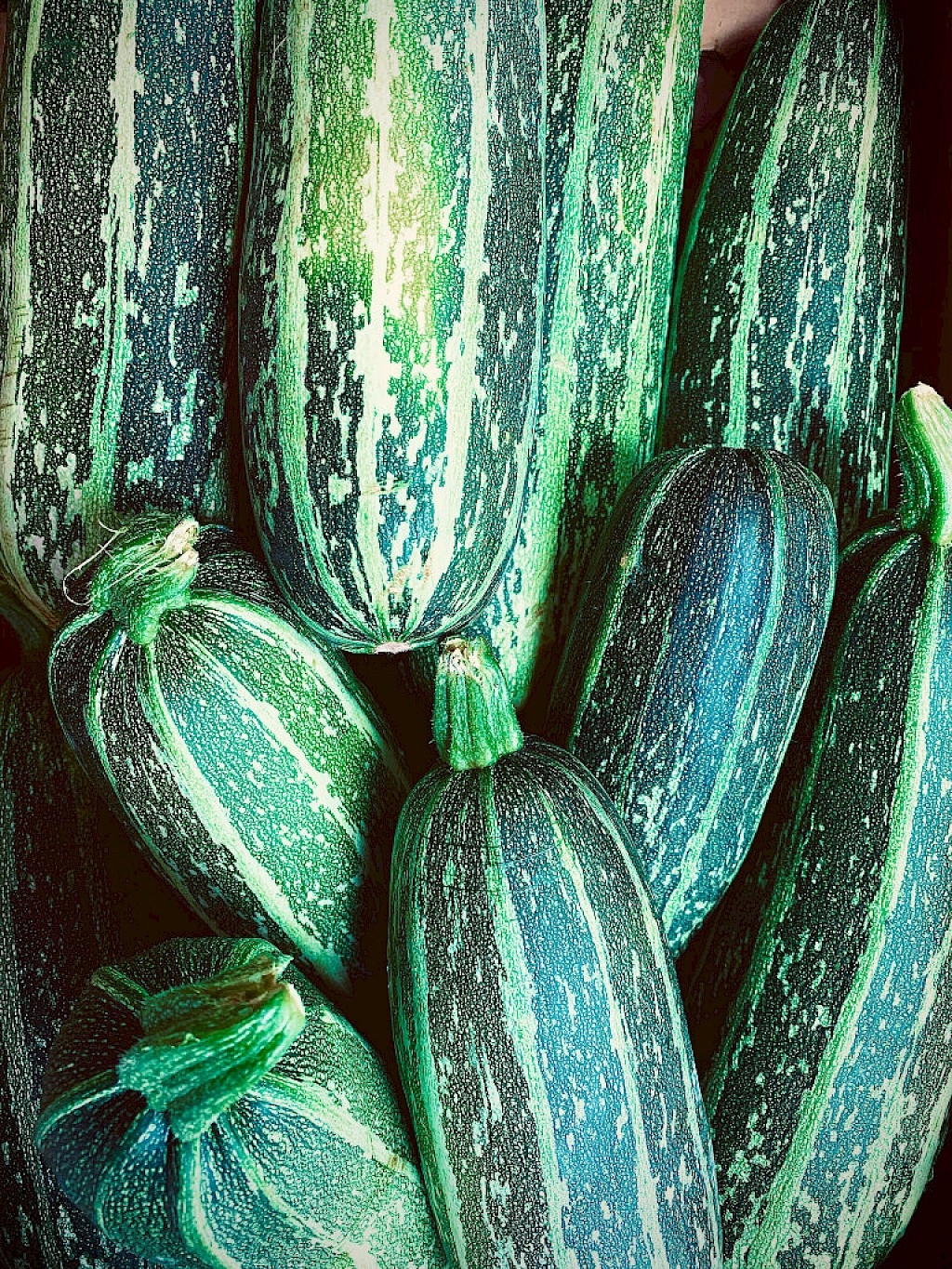 Zucchini Bild