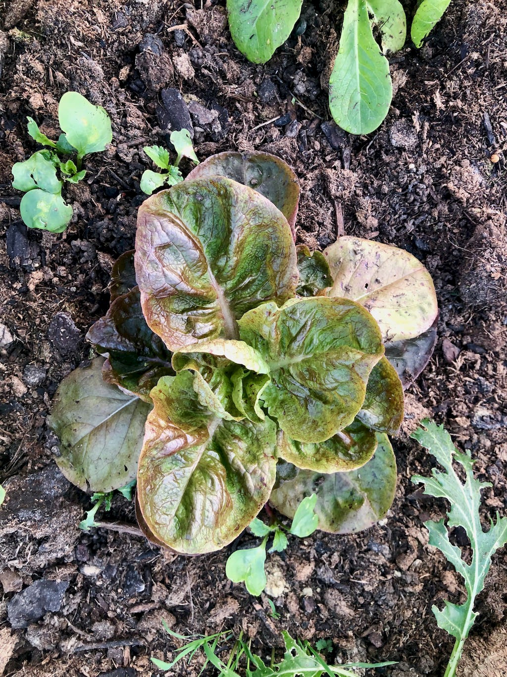 Kopfsalat Roter Butterhäuptl Bild