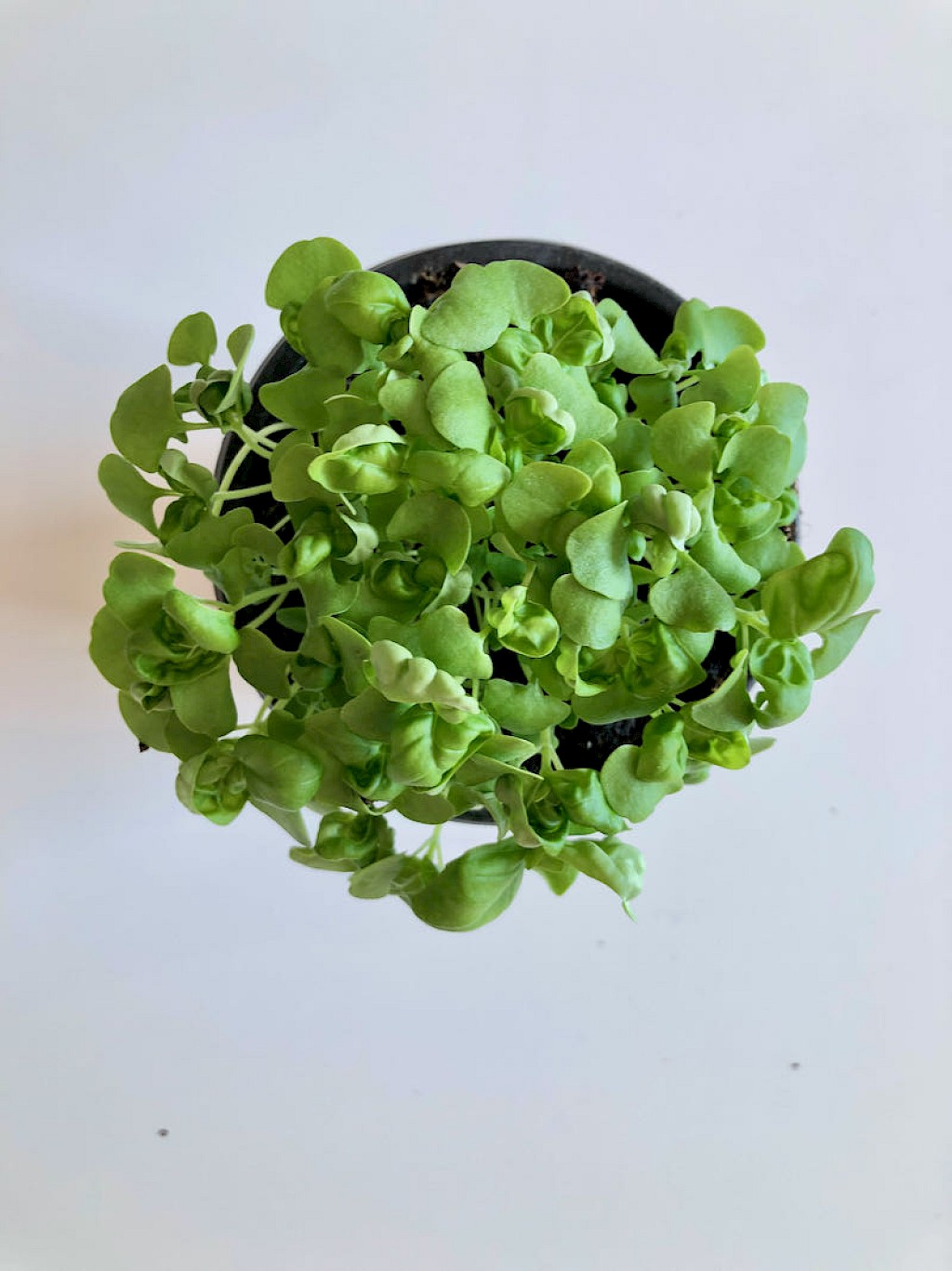 Basilikum Genoveser Bild