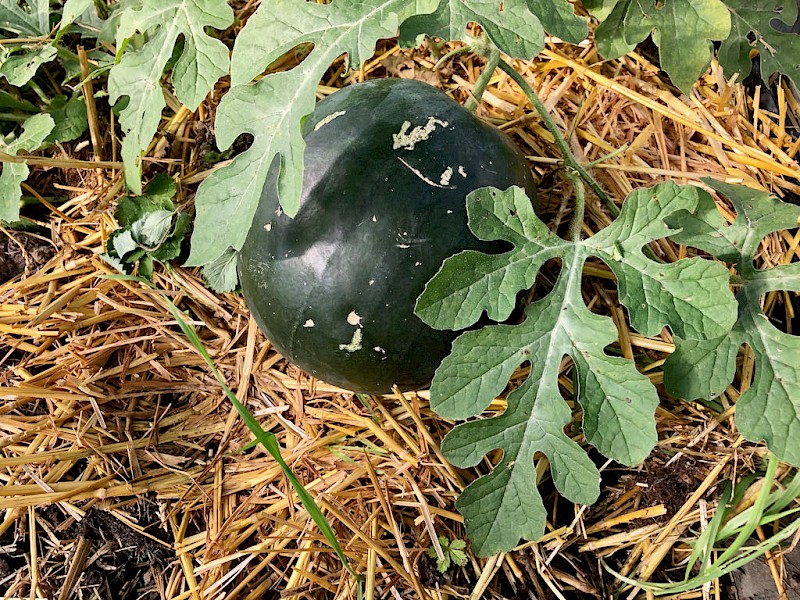 Wassermelone Reif