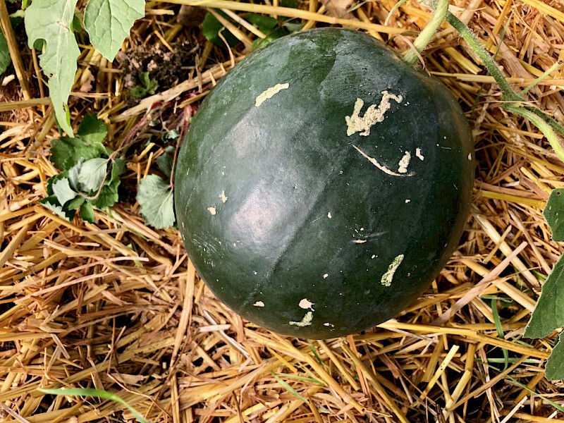 Wassermelone Reif