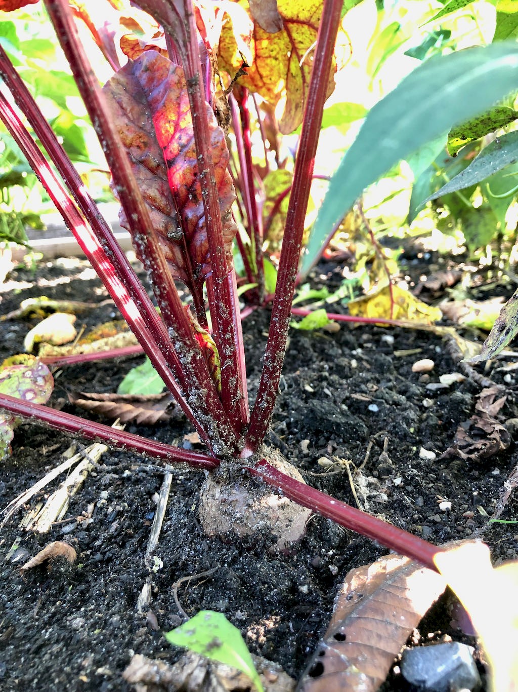 Rote Rüben Cylindra Bild