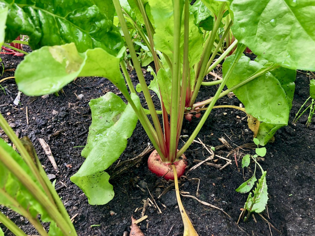 Rote Rübe Tonda di Pioggia Bild