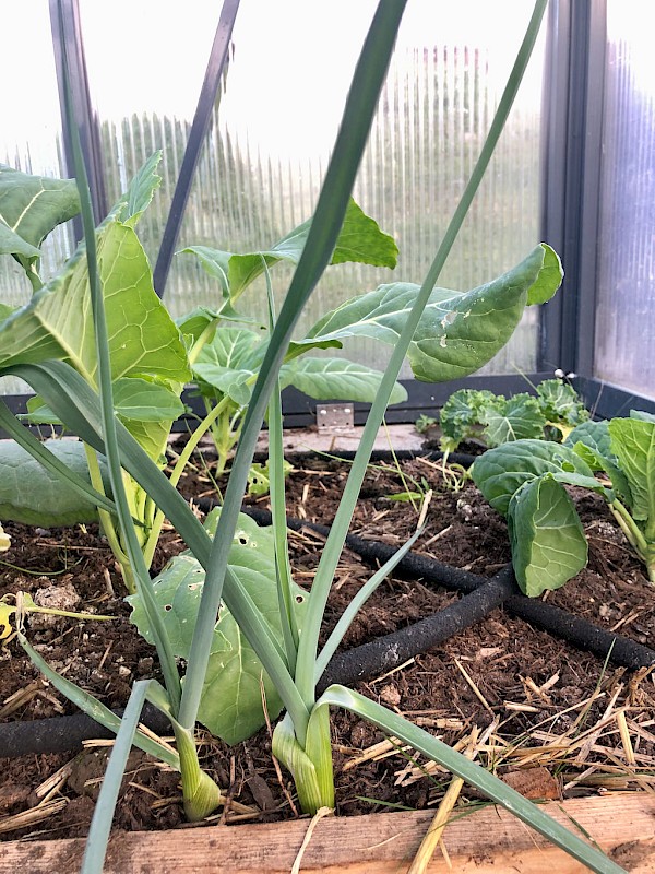 Porree Blaugrüner Winter Bild