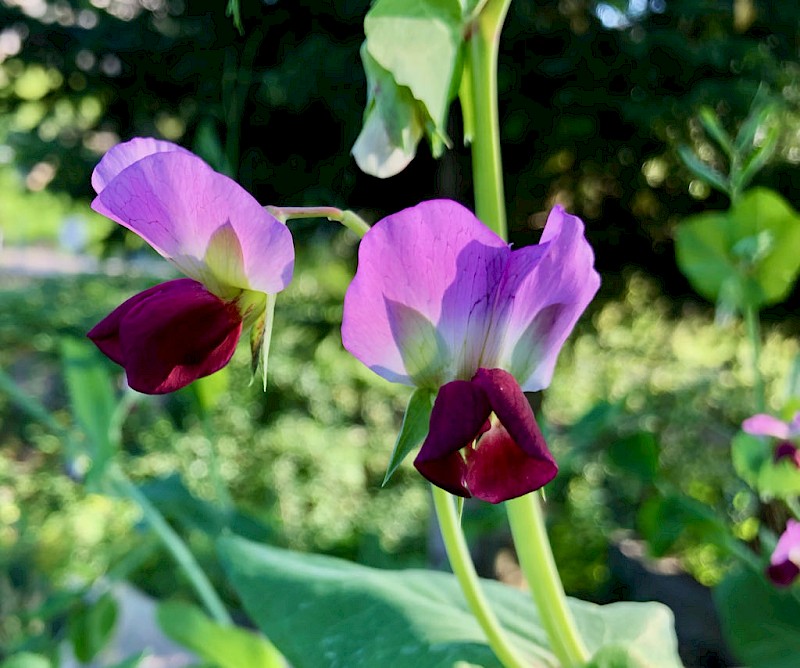 Schalerbse Blauschwokker Er12 Blüte