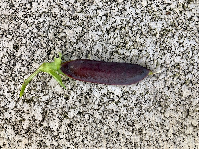 Schalerbse Blauschwokker Er12 Bild