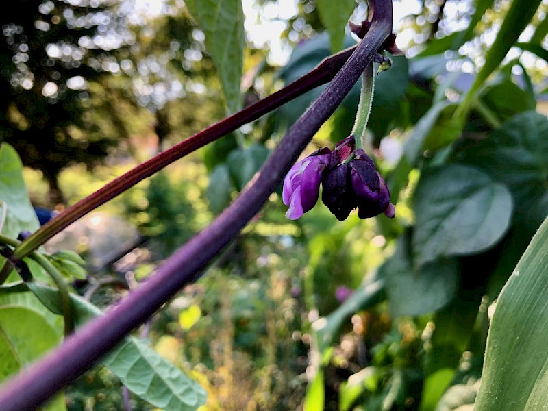 Stangenbohne Blauhilde Blüte Bild