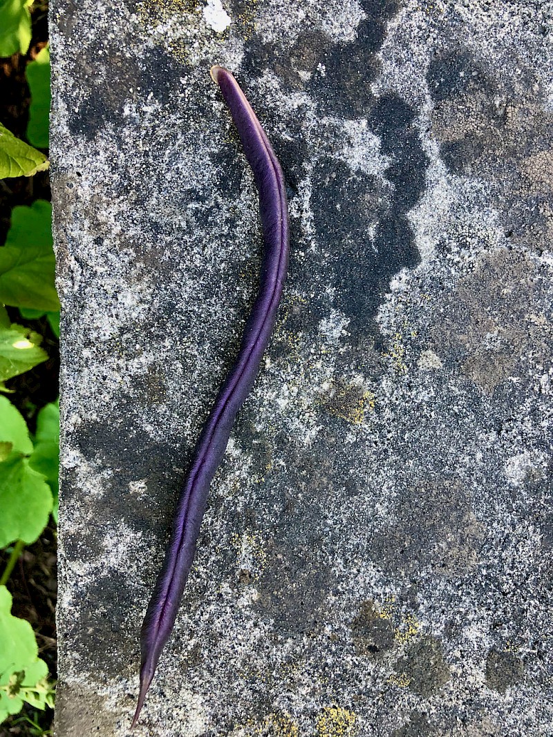 Stangenbohne Blauhilde Bild