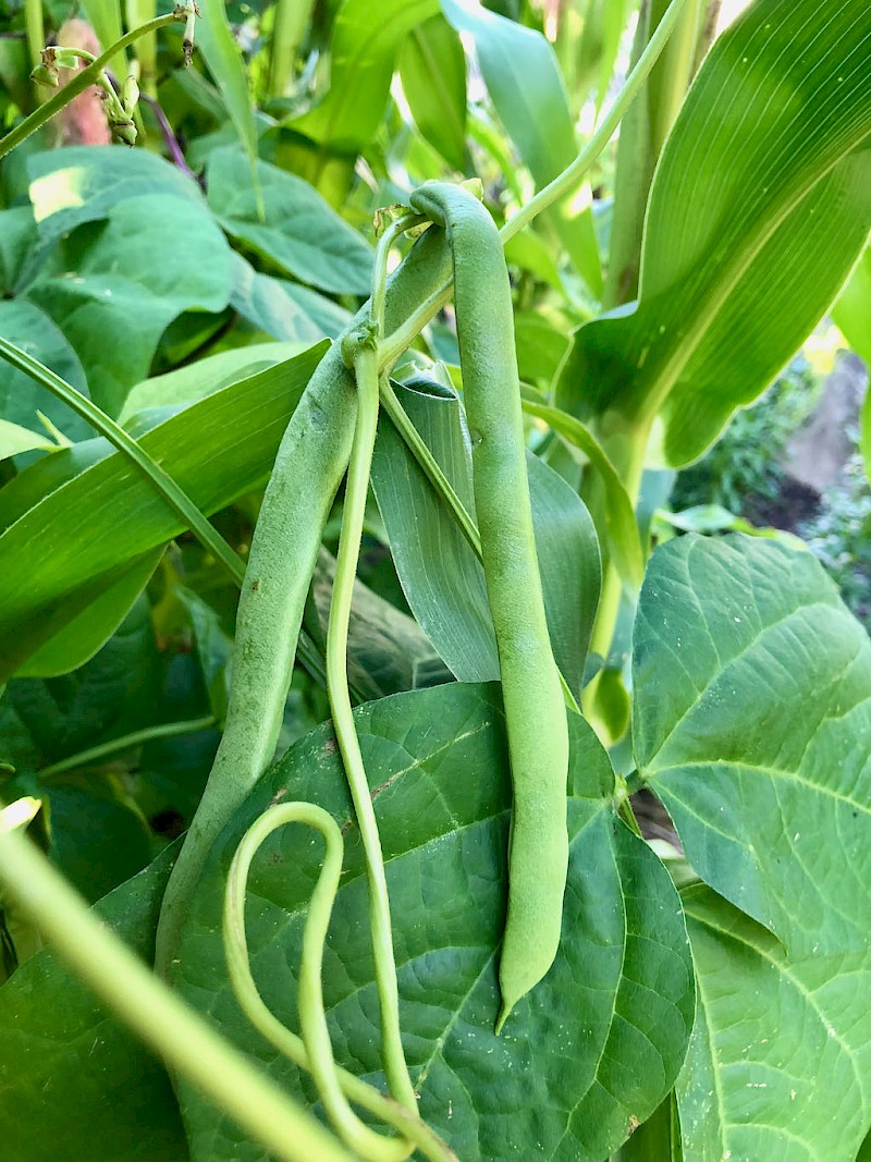 Stangenbohne Bild