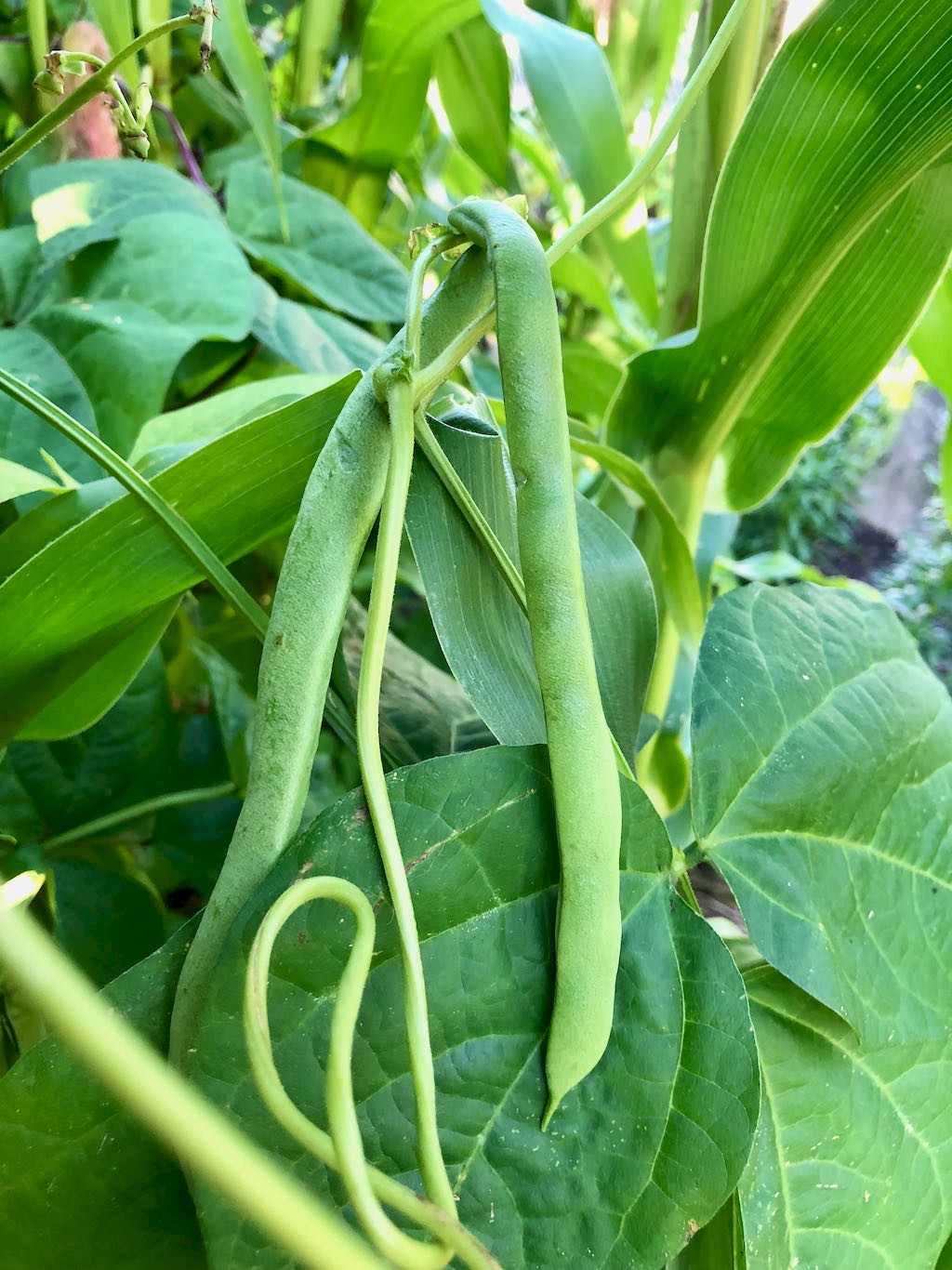 Stangenbohne Bild