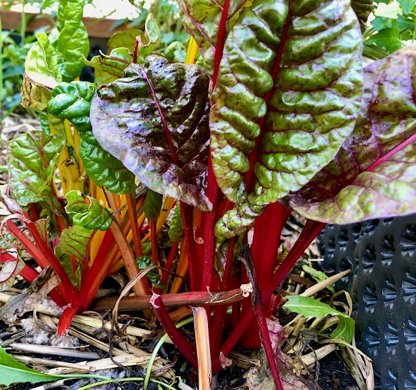 Mangold Tre Colori Bild