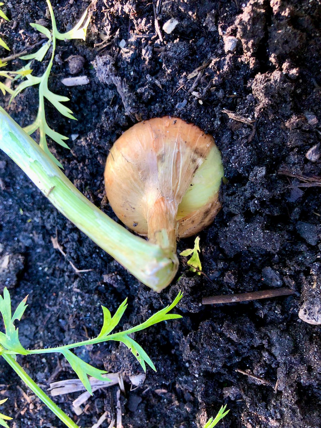 Zwiebeln Gelbe Laaer Bild