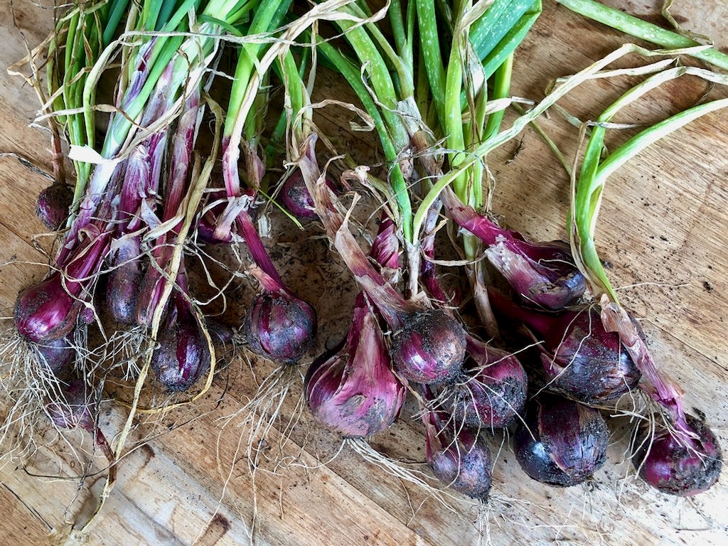 Zwiebeln Rote Laaer Bild