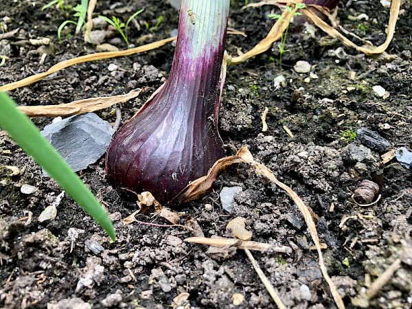 Zwiebel Red Baron Bild