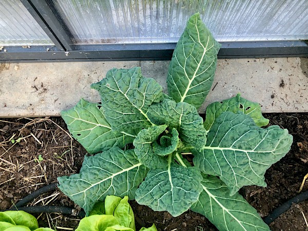 Wirsing Spät Winterfürst 2 Bild