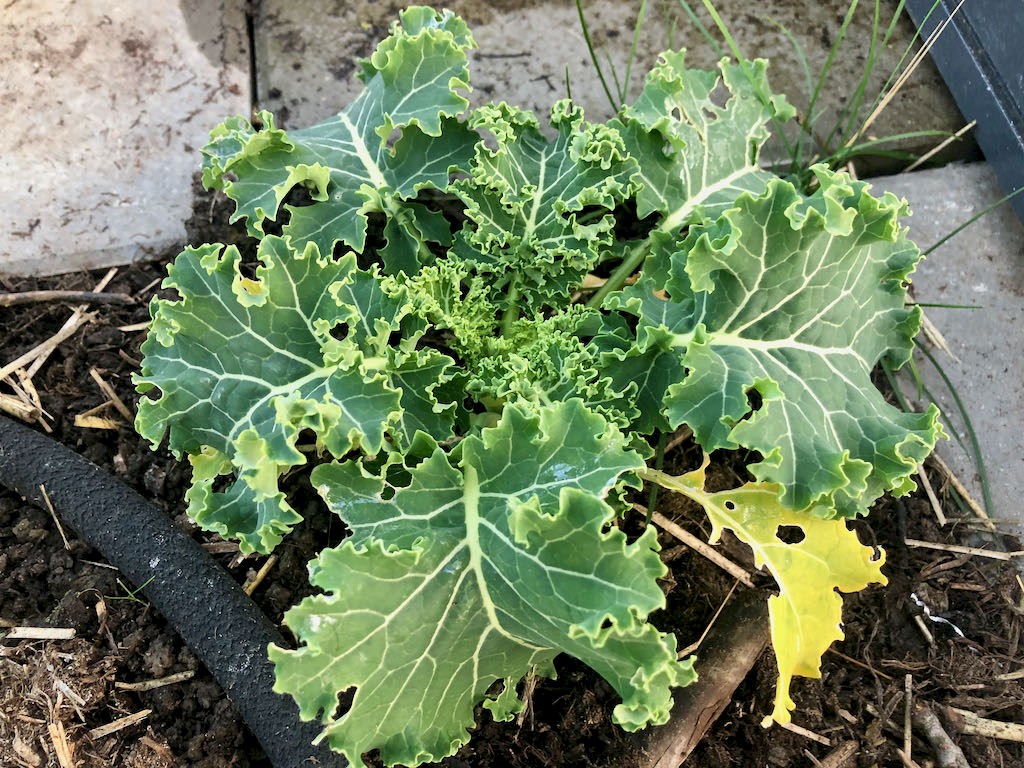 Grünkohl Westländer Winter Bild