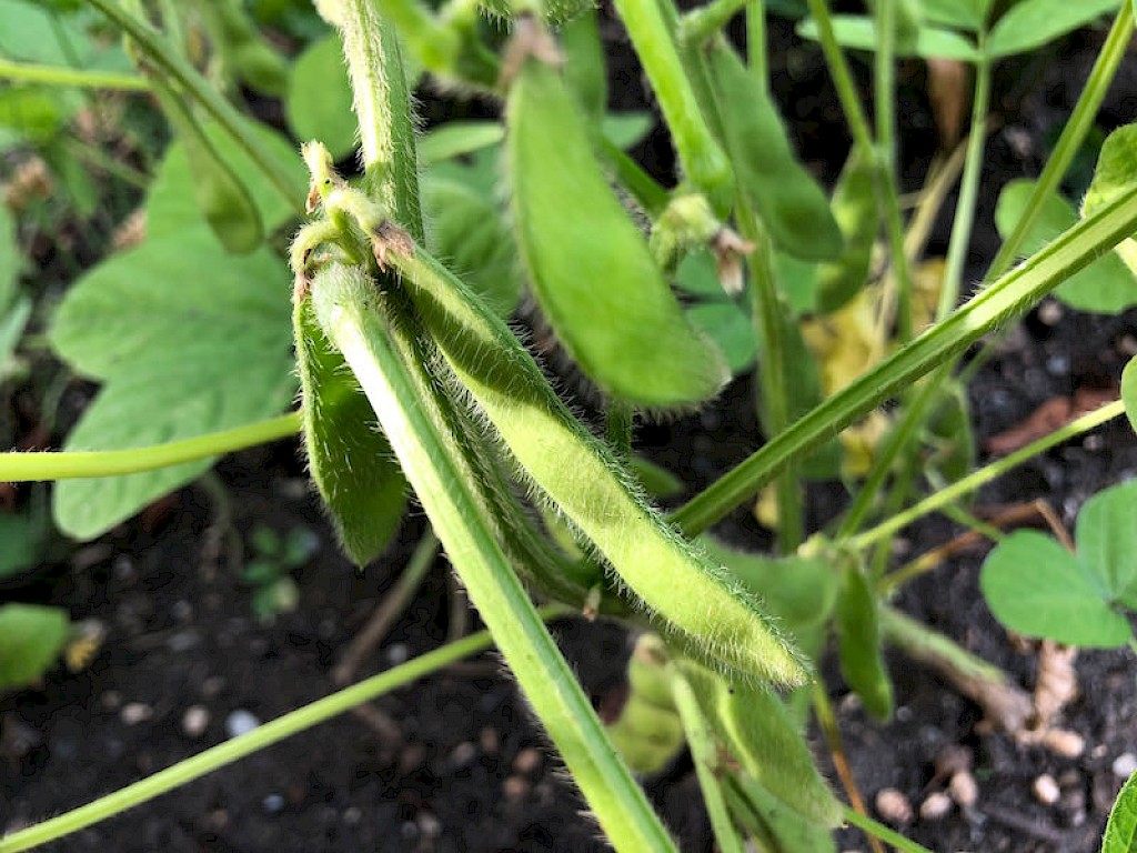 Edamame Bild