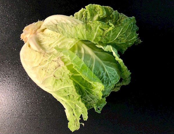 Wirsing Vorbote 3 (früh) Bild