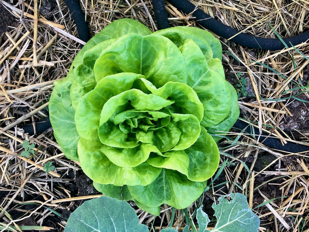 Kopfsalat Brighton (Winterkopfsalat) Bild