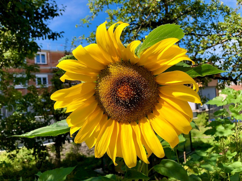 Sonnenblume gelbe Riesen Bild