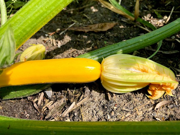 Zucchini Soleil Bild