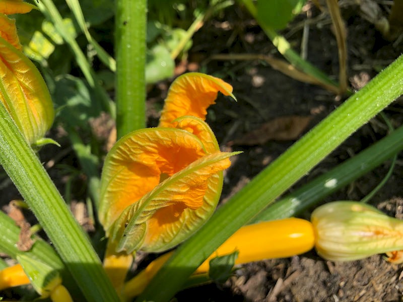 Zucchini Soleil Bild