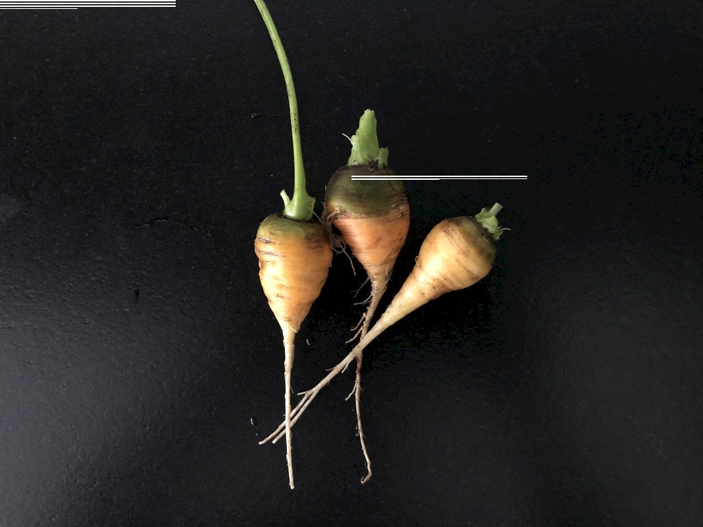 Karotte Ochsenherz Aussaat