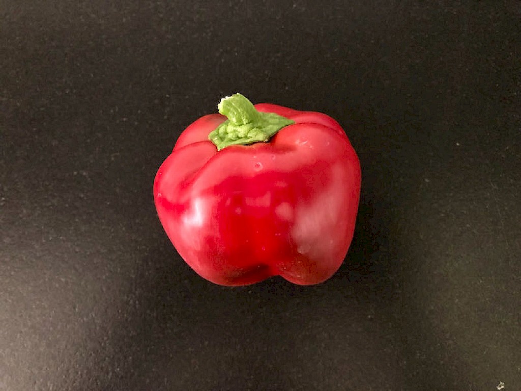 Paprika Runa Aussaat Bild