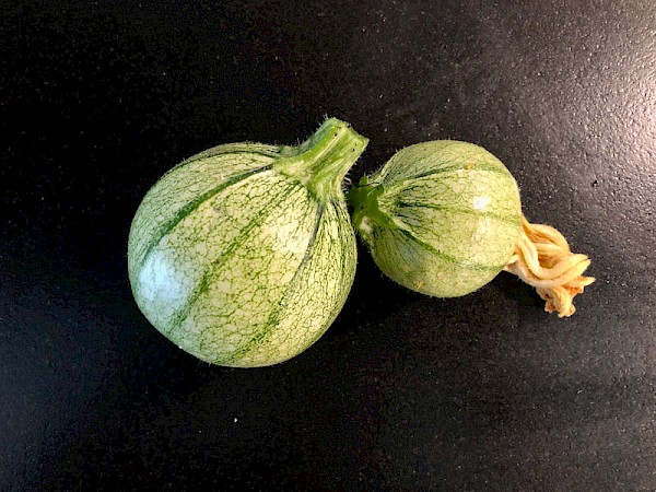 Zucchini Tondo chiaro di Nizza Bild