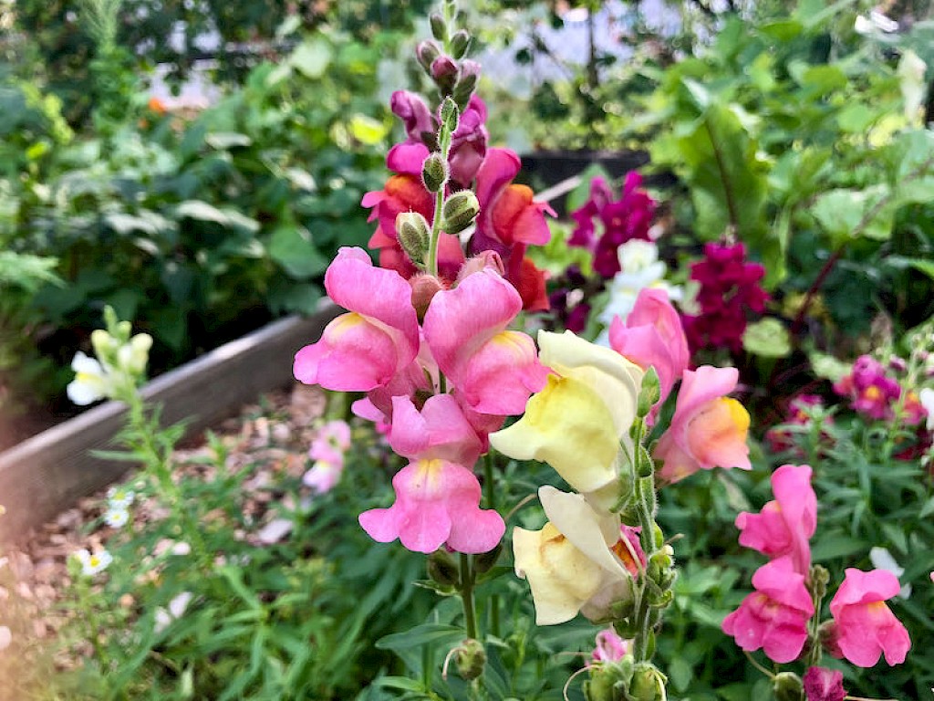 Löwenmäulchen Bild