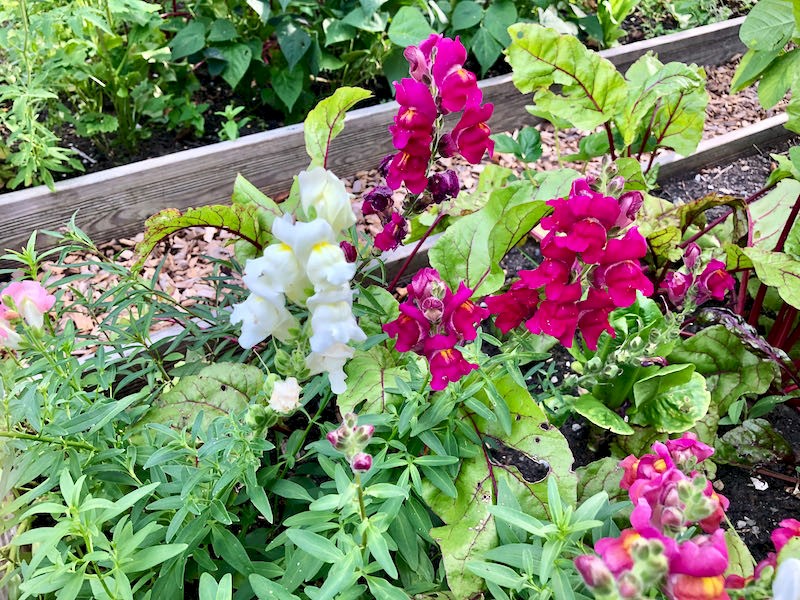 Löwenmäulchen Bild