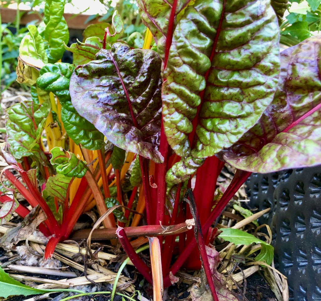 Mangold Tre Colori Bild