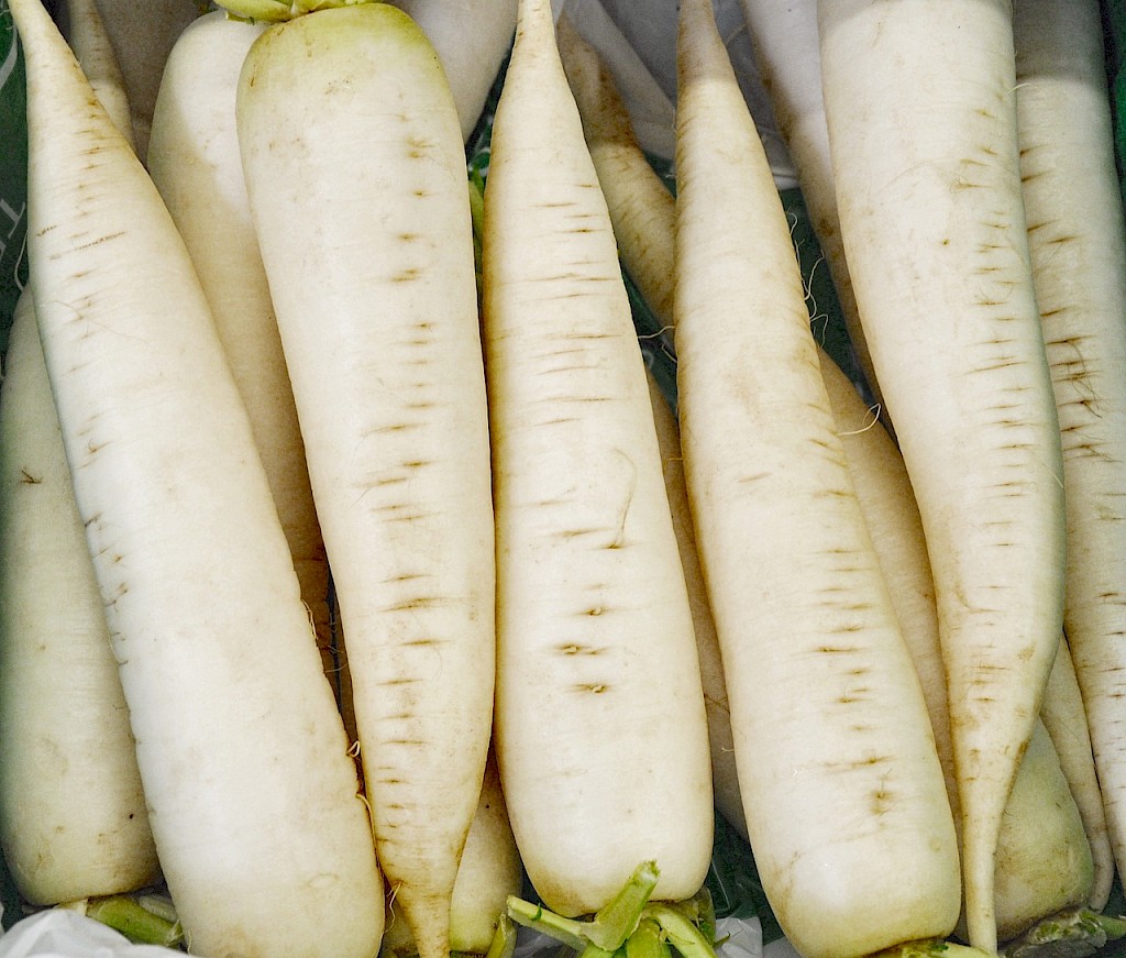 Rettich Daikon Aussaat