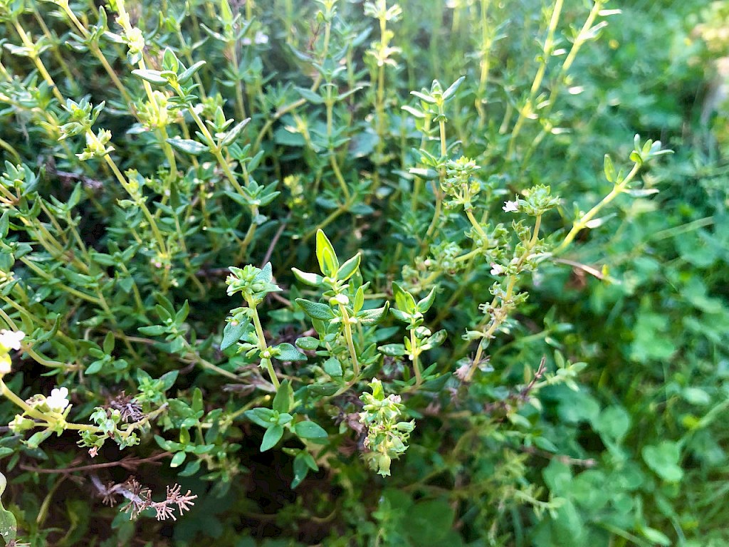 Thymian Bild