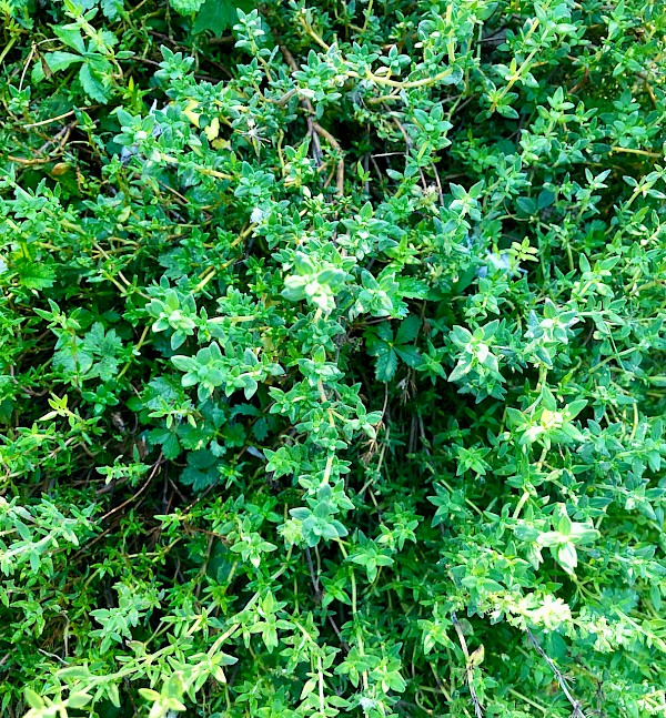 Thymian Deutscher Winter Bild