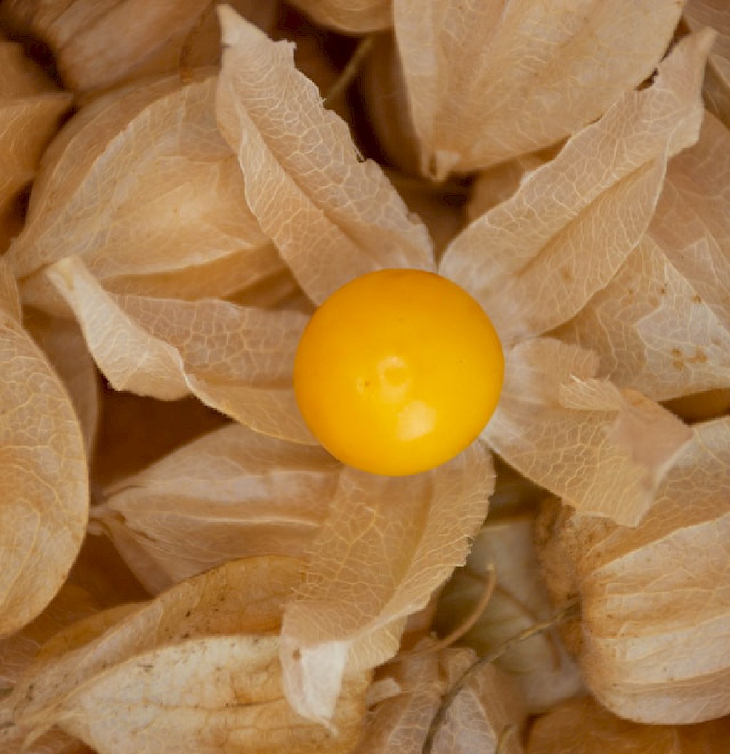 Physalis Bild